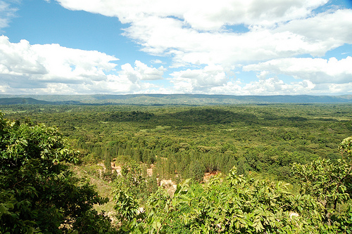 Kakamega Forest